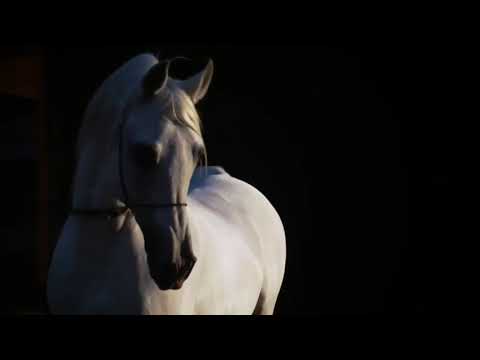 يا ظليل الهدايب كلمات الشاعر حمد بن غانم العلي المعاضيد اداء عبدالعزيز العليوي