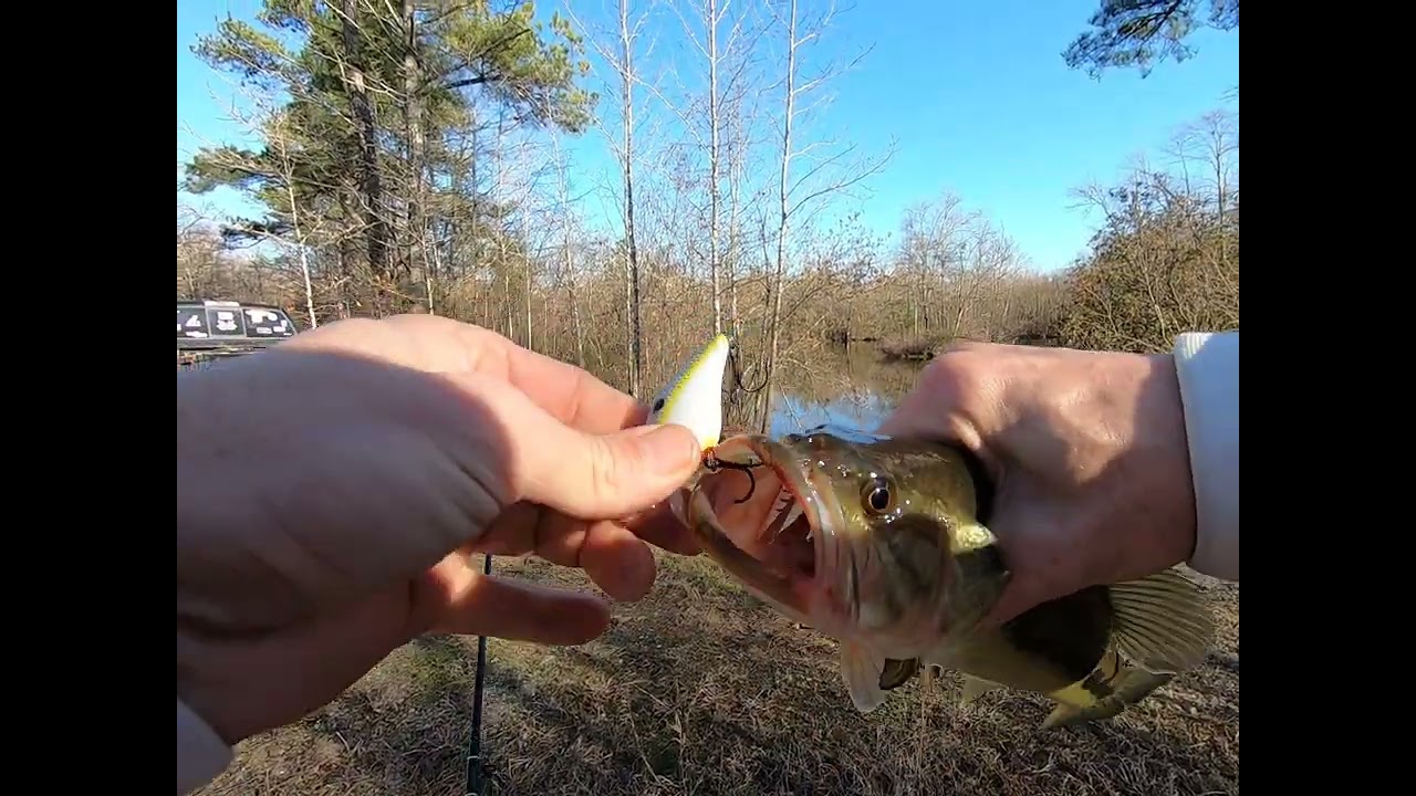 Crazy Bass Fishing….