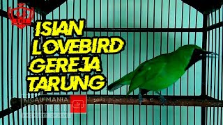 SUARA CUCAK IJO FULL ISIAN MEWAH  CERECETAN GEREJA LOVEBIRD