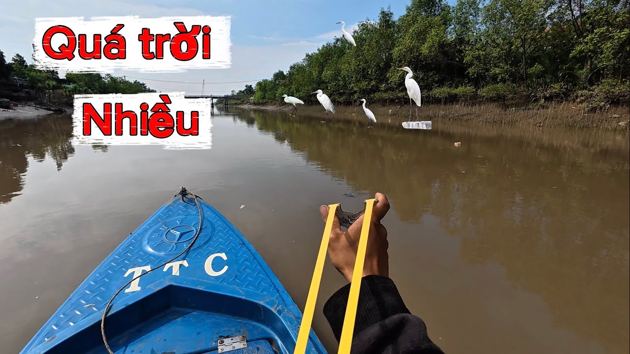 Cò trắng di cư về quá khủng khiếp…| vào rừng sâu săn cò 