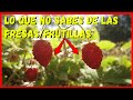 🍓 Cultivo de fresas / frutillas | El secreto  🤐 🍓 | Las frutillas silvestres nos enseñan