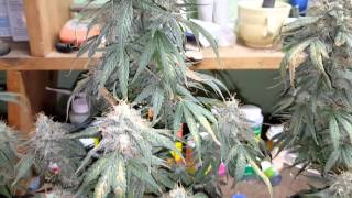 Dank Lab tv preview. Season 2 coming soon