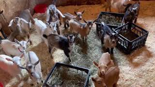 21 goat morning chorus