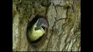 BBC Springwatch 2014 - Episode 6 Part 5
