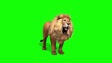 copyright free green screen, animals, lion, chroma key, 3d animation,