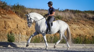 Dressage prospect at psg level (ref#441 ...