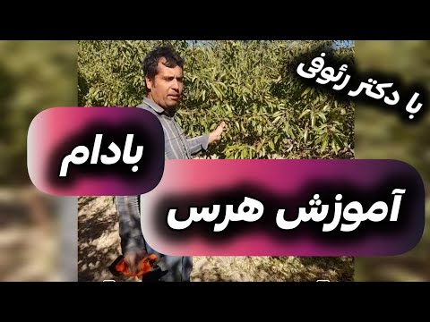 آموزش صفر تا صد هرس درخت بادام با دکتر رئوفی