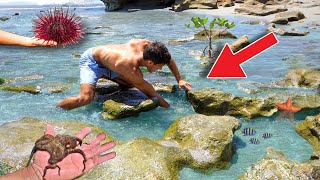 Catching EXOTIC Creatures Out Of TIDE POOLS!!