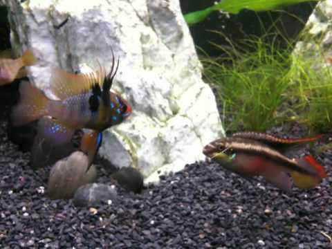 palettciklid palettciklid