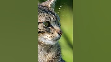 Thumbnail of Scotland Scottish Folk Song Flow Gently Sweet Afton
