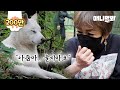 3년만에 만난 주인을 보고도 모른척 한 떠돌이 백구.. 충격 대반전ㅣDog We Lost 3 Years Back Doesn't Recall His Owner