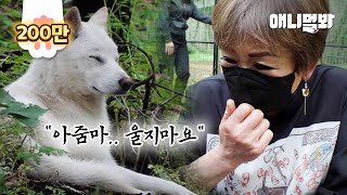 3년만에 만난 주인을 보고도 모른척 한 떠돌이 백구.. 충격 대반전ㅣDog We Lost 3 Years Back Doesn't Recall His Owner