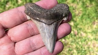 PERFECT ANGUSTIDENS! | Sifting for Fossil Shark Teeth