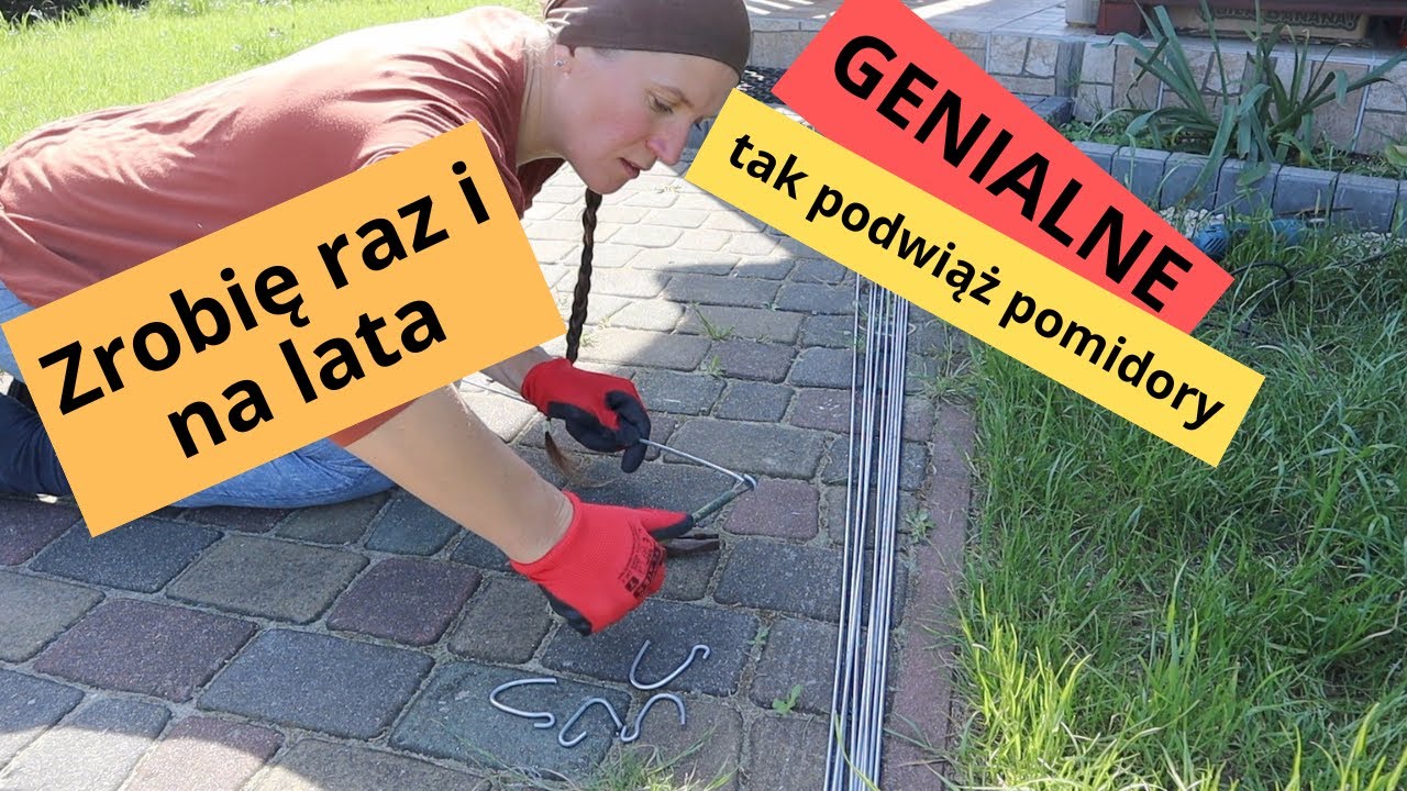 Poznaj tę metodę podwiązywania pomidorów, a nie będziesz żałował..