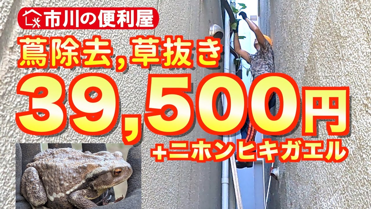 【蔦除去・草抜き】2件39,500円/5時間　ビル間のツタ・庭の雑草・カエルを除去せよ！出張無料エリア：市川、墨田、江戸川、葛飾、松戸、鎌ケ谷、船橋