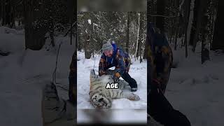 The Reality Of Taming Tigers