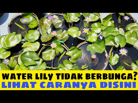 Video: Lili Telah Pudar - Apa Yang Perlu Dilakukan Seterusnya? Meninggalkan Selepas Berbunga. Adakah Saya Perlu Memotong Bunga Di Kebun? Bilakah Teratai Boleh Ditanam?