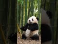 Baby Panda's Bamboo Boomerang Fail! #shorts #panda #funny #meme #ai #animals