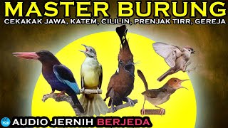 MASTER BURUNG JERNIH BERJEDA | Cekakak Jawa katem cililin prenjak gereja