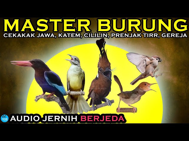 MASTER BURUNG JERNIH BERJEDA | Cekakak Jawa katem cililin prenjak gereja class=