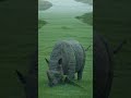 Earth's Bizarre Animals Nearly Extinct | 10 Sec Rare Wildlife Hook 🌿🦍 #relaxingnature  #animal