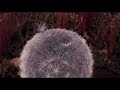 DANDELION'S ODYSSEY by Momoko Seto | Clip | ZFF 2025 | SOUNDS