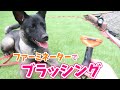 【もふもふ】換毛期が来た!?ブラッシングしてやる!!【ファーミネーター】