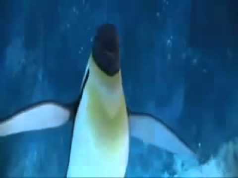 turkish-happy-birthday-song.mp4.flv