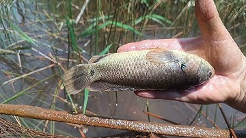 Thăm lờ cải tiến gặp cảnh này hoài chắc chết quá huynh đệ ơi | ignore improvement #82