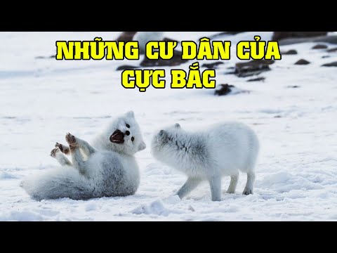 Video: Động vật và chim ở phương Bắc: làm thế nào để chúng thích nghi với cái lạnh? Các loài chim của vùng Viễn Bắc nước Nga