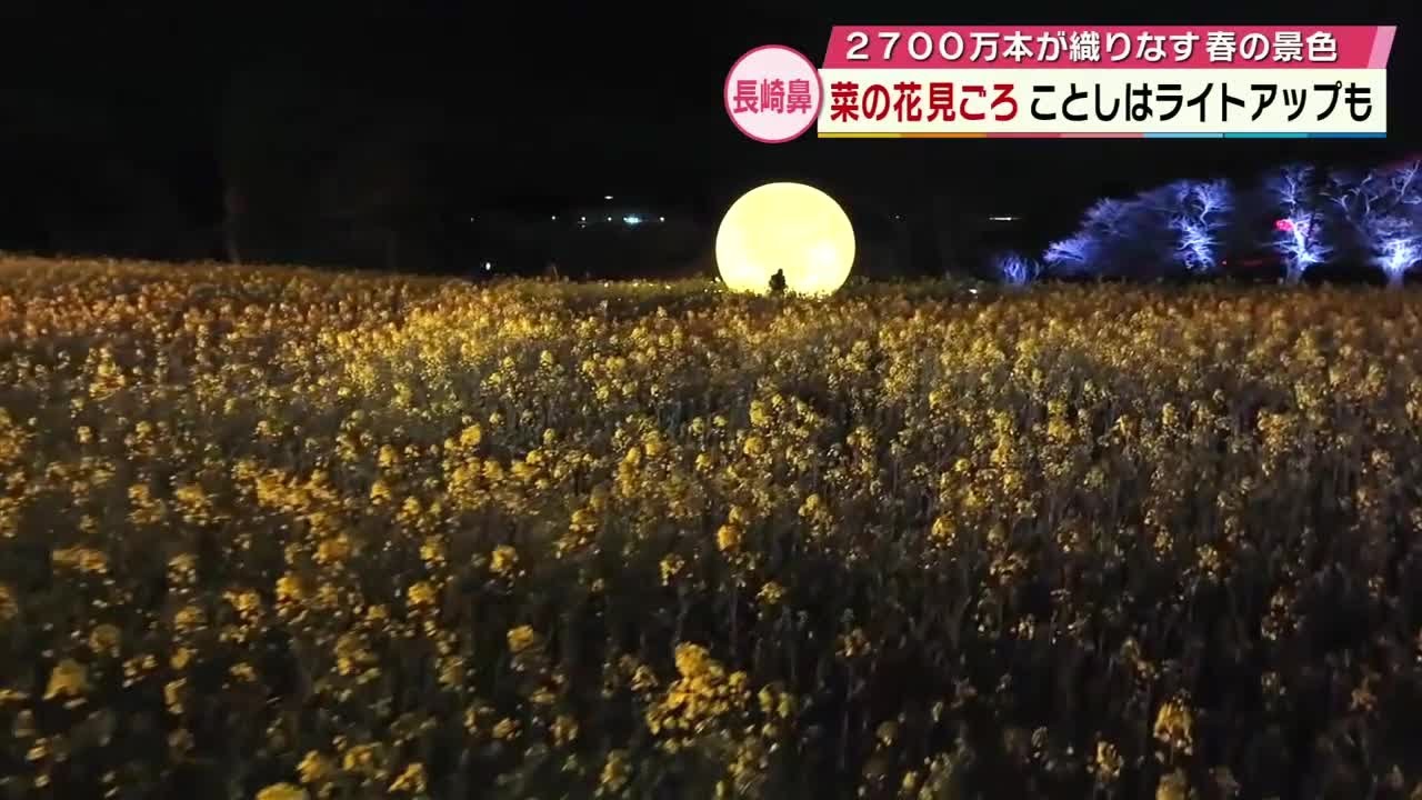 はなはな Approximately 27 million rapeseed flowers at Nagasaki-hana in full