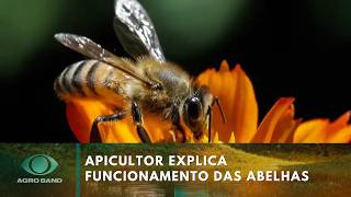 Apicultor explica o funcionamento da criação de abelhas