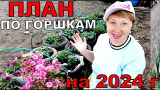 Цветы, которые я буду сажать в кашпо всегда. Планы на 2024 год. Мои миксы в кашпо