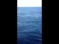 Pacific Nature Tours San Diego