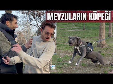 Video: İnsanlara Zıplamayı Durdurmayı Rottweilerinize Nasıl Öğretirsiniz