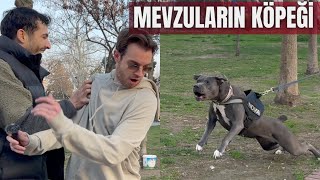 Türk John Wi̇ck Ve Köpeği̇ Yok Etti̇ Bi̇zi̇ 