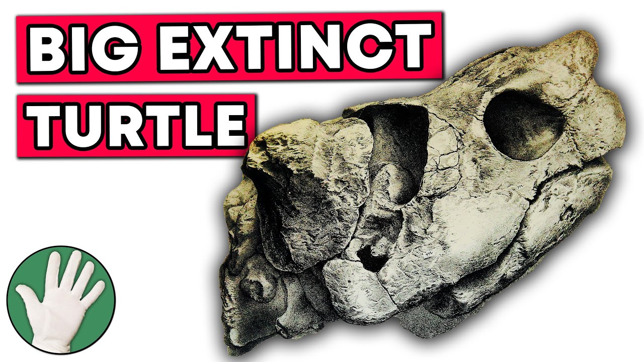 Big Extinct Turtle - Objectivity 77 - YouTube
