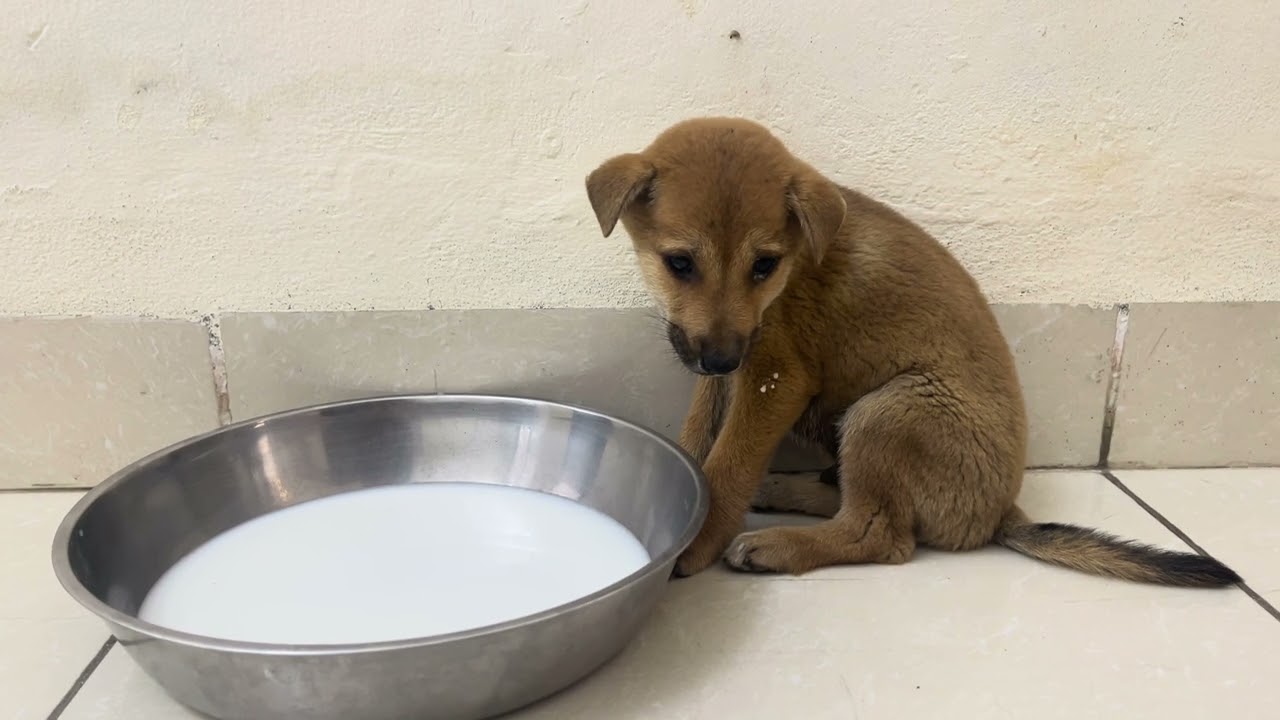 Starving Puppy Rescued From the Woods — But Still So Afraid 🐶💔
