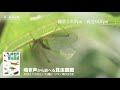 「鳴き声から調べる昆虫図鑑」サンプル特典動画