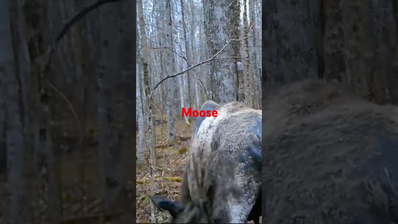 A cow moose demonstrating spring moose behavior in the Maine woods.