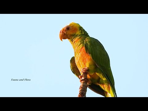 YELLOW-FACED PARROT Calling (ALIPIOPSITTA XANTHOPS), PAPAGAIO-GALEGO, Free bird in the wild.