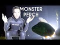 MONSTER PERCH ENCOUNTER - Night Free Diving with Stockholm Apnea