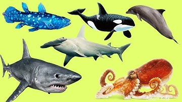 Sea Animals for Kids ( Shark, Ray, Jellyfish, Squid, Octopus, Starfish, Dolphin ) | Water Animals