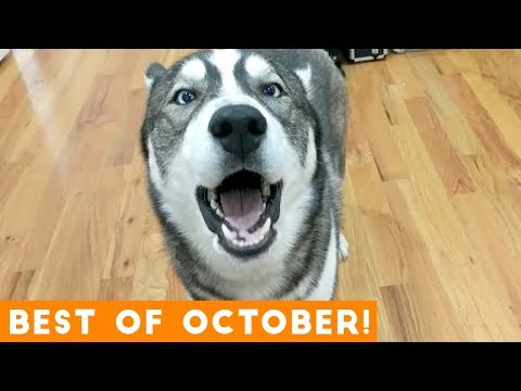 ultimate-animal-reactions-&-bloopers-of-october-2018-|-funny-pet-videos