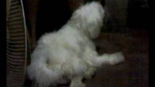 The Fucking Dog