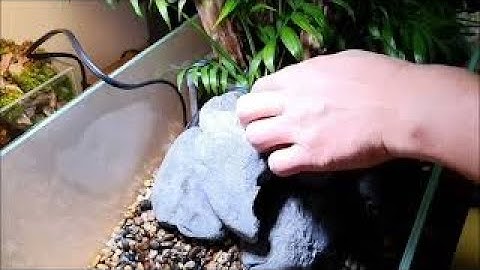 Setup bể bán cạn nuôi rùa cảnh