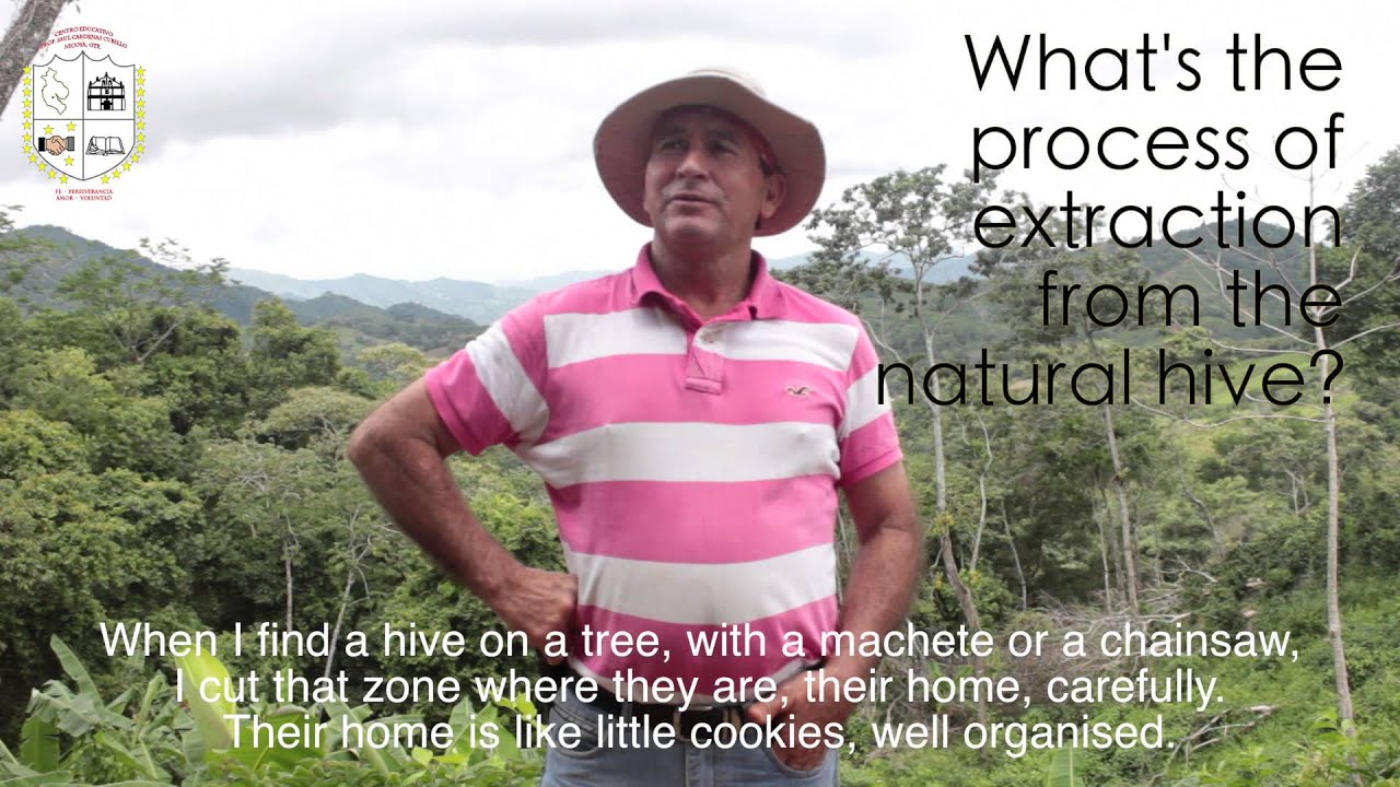 Being a Bee: A lot more than honey [Documentary HD]