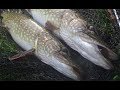 River Pike Stalking / Trotting