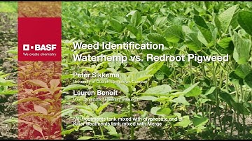 Weed identification of Waterhemp and Redroot Pigweed | BASF