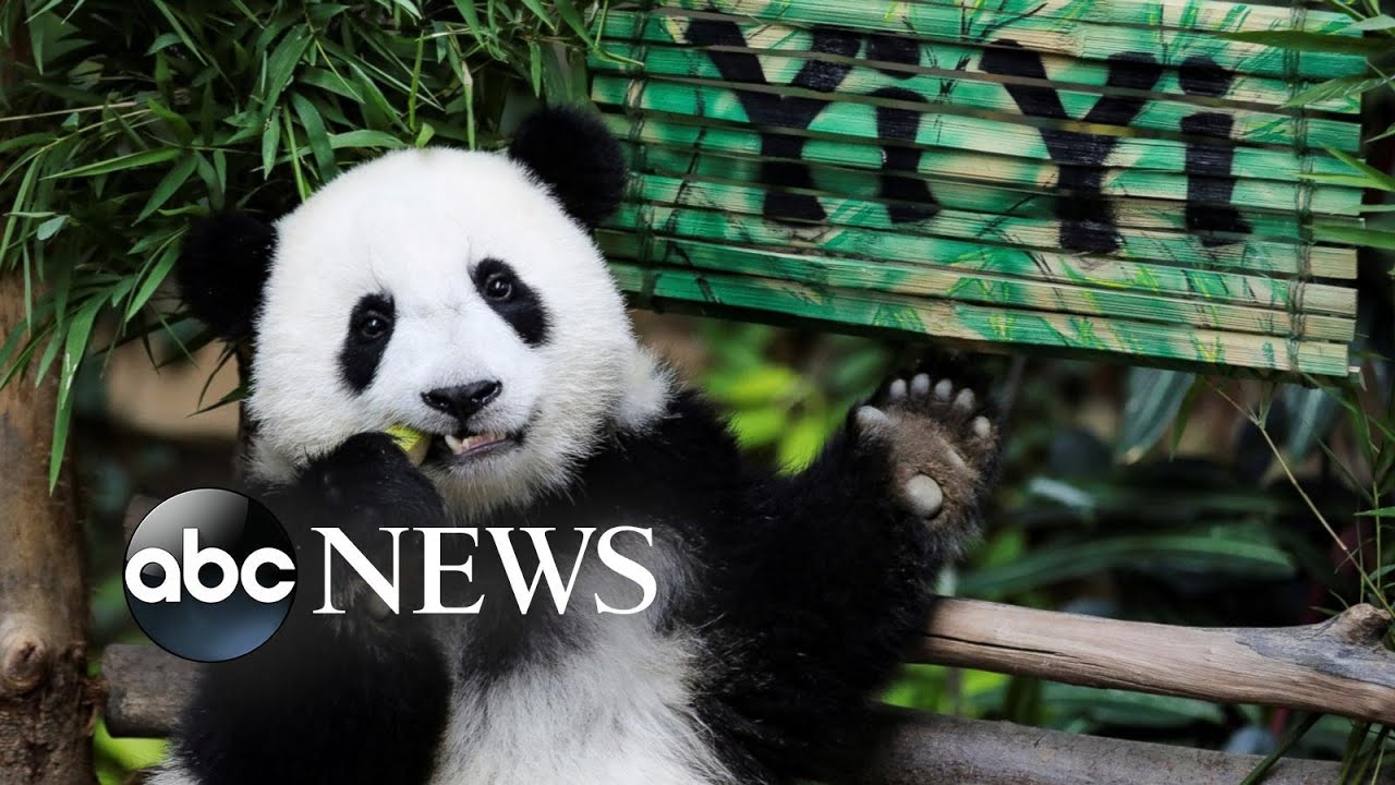 Democrats debate, Texas heat, Yi Yi the giant panda: World in Photos, Aug. 1